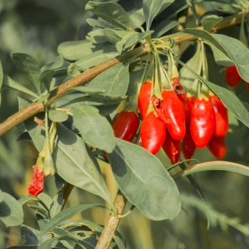 Gojidelys - Lycium barbarum