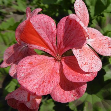 Gréanium zonale Flic Flac Red Nova - Pelargonium hortorum
