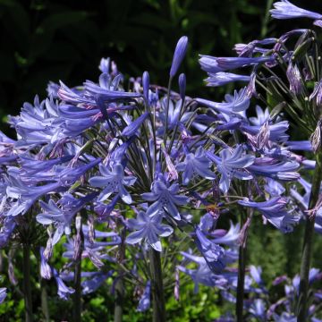 Graines d'Agapanthus Headbourne Hybrids - Agapanthe hybride bleu intense