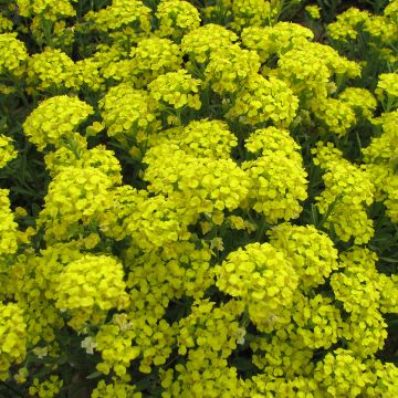 Graines d'Alysse odorant Sweet White - Lobularia maritima