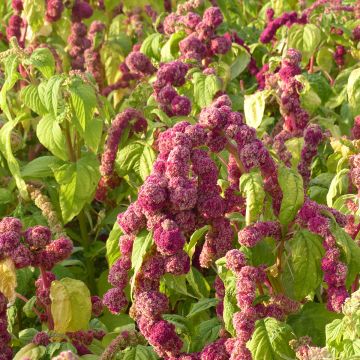 Graines d'Amarante queue-de-renard Red & green mix