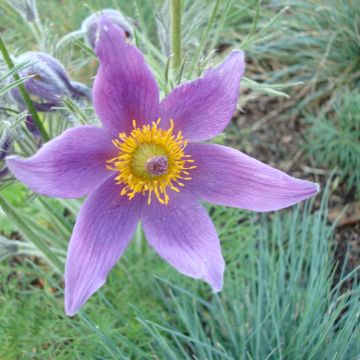 Graines d'Anemone Japonica (Mixed) - Anémone du Japon en mélange