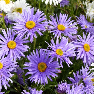 Graines d'Aster des Alpes Goliath - Aster alpinus
