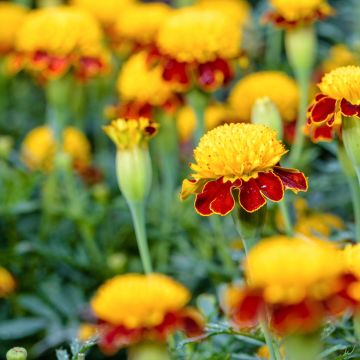 Graines d'Oeillet d'Inde Alumia Vanilla Cream - Tagetes patula
