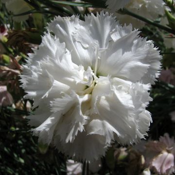 Graines d'Œillet des fleuristes Triumph White