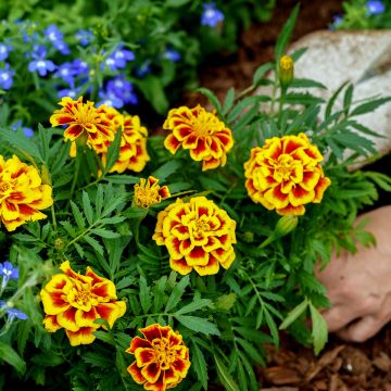 Graines d'Oeillet d'Inde Alumia Vanilla Cream - Tagetes patula