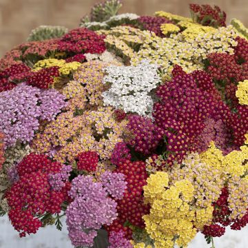 Graines d'Achillea Summer Berries F2 Hybrid - Achillée millefeuille hybride en mélange