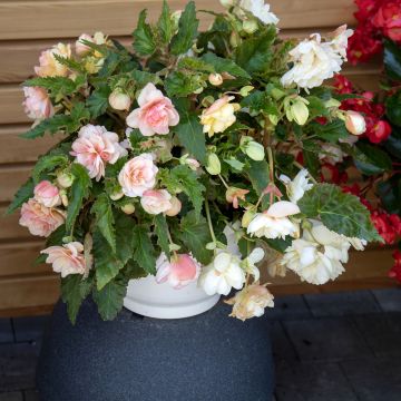 Graines de Bégonia tubéreux Non-Stop Orange F1 - Begonia x tuberhybrida