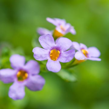 Graines de Bacopa Blutopia Blue - Sutera cordata