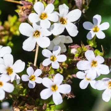 Graines de Bacopa Snowtopia White - Sutera cordata