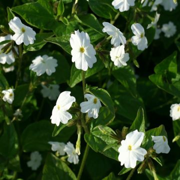 Graines de Browallia White Lady