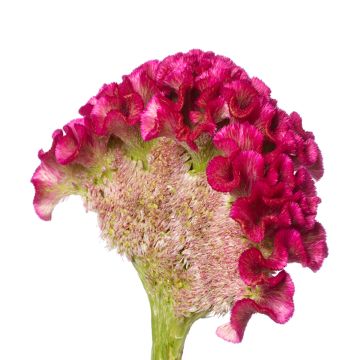 Graines de Célosie King Coral