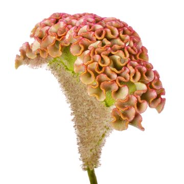 Graines de Célosie King Coral