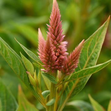 Graines de Célosie en épis Celway Salmon - Celosia spicata