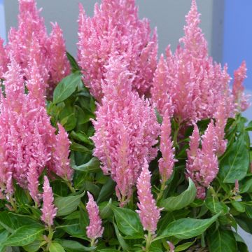 Graines de Célosie en épis Flamma Pink - Celosia spicata