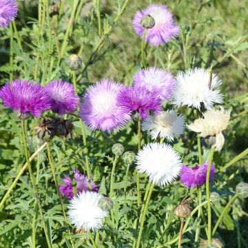 Graines de Centaurée moschata Alba pur white