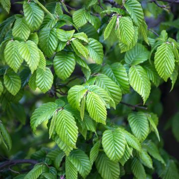 Acer Palmatum 