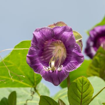 Graines de Cobée grimpante Violet Blue Bells - Cobaea scandens