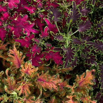 Coleus hybrids Rainbow en mélange