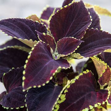 Graines de Coléus Kong en mélange - Solenostemon scutellaroides