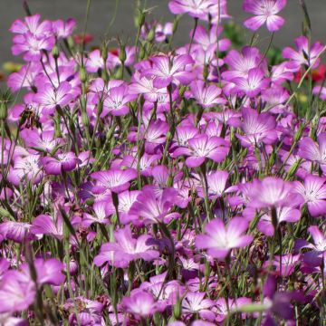 Graines de nielle des blés Coquelourde Milas - Agrostemma githago