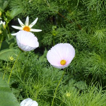 Graines de Cosmos Cupcakes White - Cosmos bipinnatus