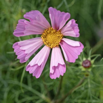 Graines de Cosmos Xanthos - Cosmos bipenné jaune pâle
