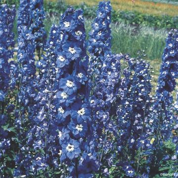 Delphinium Hybridum Pacific Giants Mixed 
