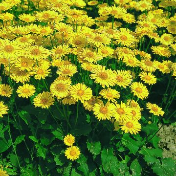 Graines d'Osteospermum Passion Mixed - Marguerite du Cap