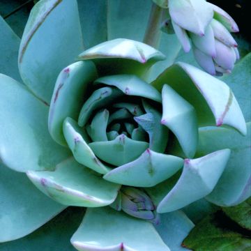 Sedum Ussuriense Turkish Delight 