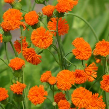 Emilia Coccinea Scarlet Magic 