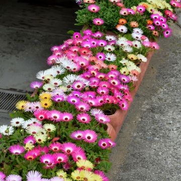 Graines de Ficoïde tricolore Magic Carpet - Mesembryanthemum