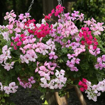 Geranium Summer Showers Burgundy 