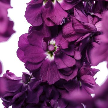 Graines de Giroflée quarantaine Milla Aubergine