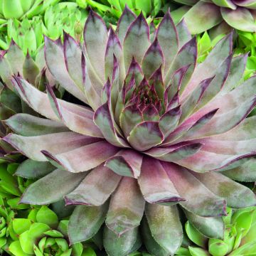 Sedum Ussuriense Turkish Delight 