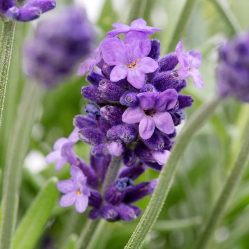 Lavender Ellagance Sky 