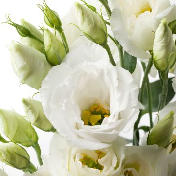 Graines de Lisianthus F1 Cessna Pure White III (graines enrobées)