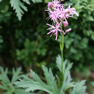 Lychnis Flos-Cuculi 