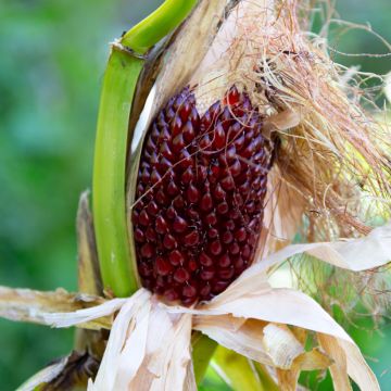 Maïs d’ornement petites variétés Little Jewels - Zea mays gracillima