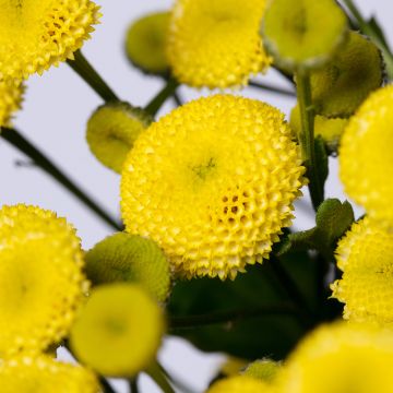 Chrysanthemum Fanfare Improved F1 Hybrid 