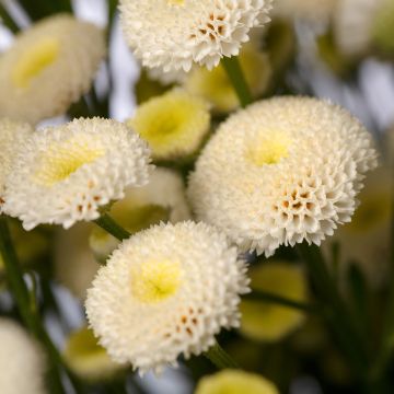 Chrysanthemum Fanfare Improved F1 Hybrid 