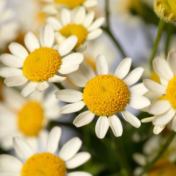 Chrysanthemum Fanfare Improved F1 Hybrid 