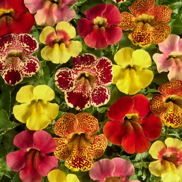 Mimulus x Hybridus Maximus Mixed 