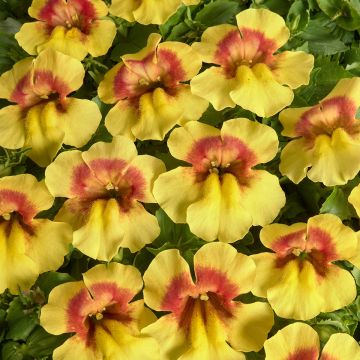 Mimulus x Hybridus Maximus Mixed 