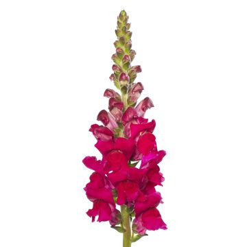 Graines de Muflier hybridePurple Twist F1 - Antirrhinum majus