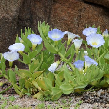 Nolana Paradoxa Sun Belle Mixed 