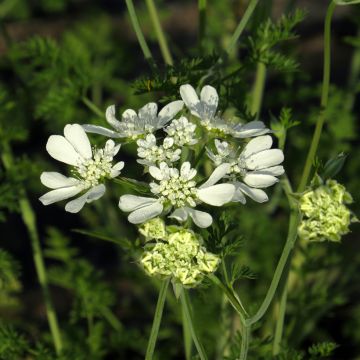 Graines d'Orlaya grandiflora