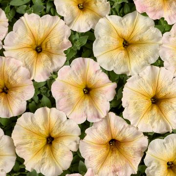 Petunia x Hybrida Chiffon Morn 