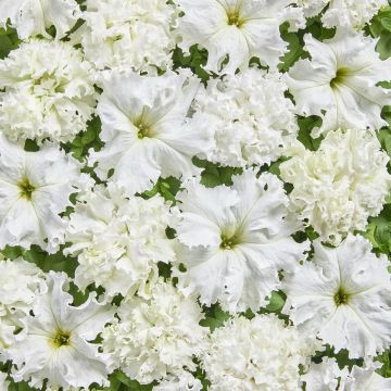 Graines de Pétunia fimbriata White Double (enrobées)