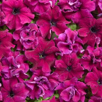 Petunia x Hybrida Chiffon Morn 